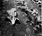leaf beet - beet lacking swollen root