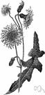 fall dandelion - fall-blooming European herb with a yellow flower fall dandelion - fall-blooming European herb with a yellow flower