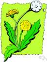 bitterweed - widespread European weed with spiny tongue-shaped leaves and yellow flowers