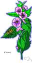 Alcea - genus of erect herbs of the Middle East having showy flowers: hollyhocks