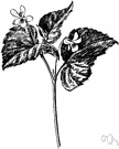 Viola pubescens - violet of eastern North America having softly pubescent leaves and stems and clear yellow flowers with brown-purple veins