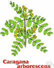 Caragana arborescens - large spiny shrub of eastern Asia having clusters of yellow flowers