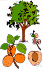 apricot tree - Asian tree having clusters of usually white blossoms and edible fruit resembling the peach