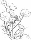 tropaeolum - a tropical American genus of dicotyledonous climbing or diffuse pungent herbs constituting the family Tropaeolaceae