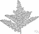 grape fern - a fern of the genus Botrychium having a fertile frond bearing small grapelike clusters of spore cases