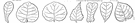 orbiculate leaf - circular or nearly circular leaf