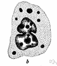 cellular division - the process in reproduction and growth by which a cell divides to form daughter cells