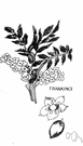 frankincense - an aromatic gum resin obtained from various Arabian or East African trees