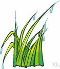 rainwater - drops of fresh water that fall as precipitation from clouds