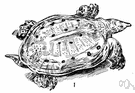 pancake turtle - voracious aquatic turtle with a flat flexible shell covered by a leathery skin