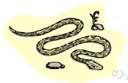 Tropidoclonion lineatum - secretive snake of city dumps and parks as well as prairies and open woods