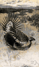 Centrocercus - sage grouse