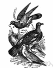 ringdove - Eurasian pigeon with white patches on wings and neck