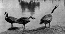 Canadian goose - common greyish-brown wild goose of North America with a loud, trumpeting call