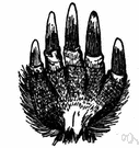 Parascalops breweri - mole of eastern North America