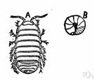 pill bug - small terrestrial isopod with a convex segmented body that can roll up into a ball