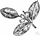 Gaylussacia brachycera - creeping evergreen shrub of southeastern United States having small shiny boxlike leaves and flavorless berries