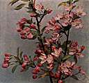 Iowa crab apple - wild crab apple of western United States with fragrant pink flowers