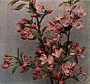prairie crab - wild crab apple of western United States with fragrant pink flowers