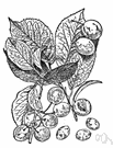 common plum - any of various widely distributed plums grown in the cooler temperate areas