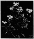 Monardella - a genus of fragrant herbs of the family Labiatae in the western United States