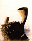 Cantharellus floccosus - a mildly poisonous fungus with a fruiting body shaped like a hollow trumpet