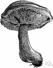 bolete - any fungus of the family Boletaceae