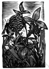 plant process - a natural projection or outgrowth from a plant body or organ