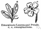 emarginate leaf - a leaf having a notch at the apex