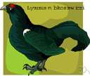 genus Lyrurus