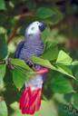 Psittacus erithacus - commonly domesticated grey parrot with red-and-black tail and white face