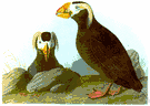 tufted puffin - northern Pacific puffin having a large yellow plume over each eye
