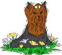 Yorkshire terrier - very small breed having a long glossy coat of bluish-grey and tan