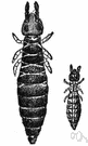 collembolan - any of numerous minute wingless primitive insects possessing a special abdominal appendage that allows the characteristic nearly perpetual springing pattern