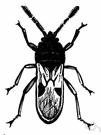 genus Blissus - chinch bugs