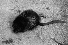 muskrat - beaver-like aquatic rodent of North America with dark glossy brown fur