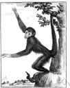 spider monkey - arboreal monkey of tropical America with long slender legs and long prehensile tail
