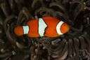Amphiprion percula - an anemone fish of the genus Amphiprion