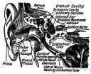 eustachian tube - either of the paired tubes connecting the middle ears to the nasopharynx