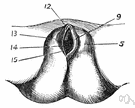 genitalia - external sex organ