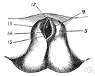 private parts - external sex organ