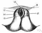 privates - external sex organ