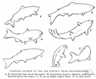 Chinook salmon - pink or white flesh of large Pacific salmon