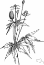 Anemone virginiana - thimbleweed of central and eastern North America