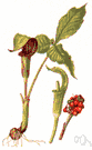 turnip plant - any of several widely cultivated plants having edible roots