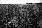 grain sorghum - any of several sorghums cultivated primarily for grain