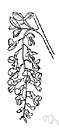 Laburnum alpinum - an ornamental shrub or tree of the genus Laburnum