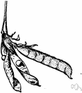 perennial pea - perennial climber of central and southern Europe having purple or pink or white flowers