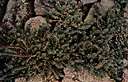 Sedum rosea - Eurasian mountain plant with fleshy pink-tipped leaves and a cluster of yellow flowers