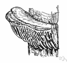 pore fungus - woody pore fungi